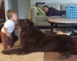 Toddler Leans In For A Kiss From The Dog, Gets A Little More Than He Bargained For
