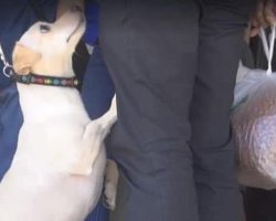 Broken Hearted Dog Was Brought to a Shelter and Finds Out He’s Being Given Up
