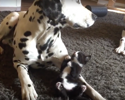 The Kitty’s Lying With The Dalmatian, But When The Other Dog Approaches… Whoa!