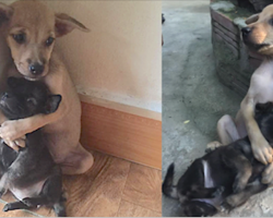 Even after being rescued, two abandoned puppies won’t stop hugging each other