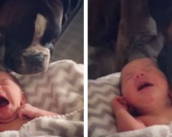 Boxer Inspects Newborn Brother, Then Decides To Treat Him Like Her Own Baby