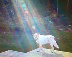 Mom snaps picture of deceased son’s dog, gets chills when she spots the ray of light in the photo