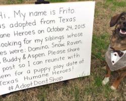 Dog dresses up and takes to Facebook in search for adopted siblings