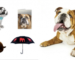 20 Things That All Bulldog Lovers NEED To Have