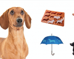 20 Things Every Dachshund Lover NEEDS To Own