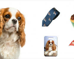 20 Must Have Items For Cavalier King Charles Spaniel Lovers