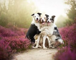 24 Stunning Portraits Of Dogs As Photographed By Alicja Zmyslowska