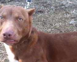 A pitbull and weiner dog had a baby together. You need to see the result.
