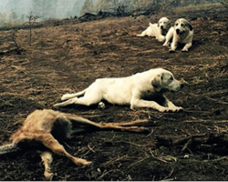 After wildfire breaks out, man finds family of sheep dogs protecting a deer from predators
