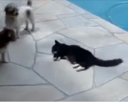 The Funniest Argument Ever: Annoyed Cat Pushes a Dog Into a Swimming Pool! Hilarious!