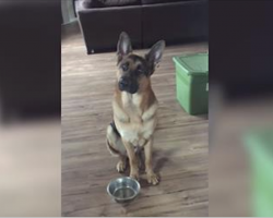 German shepherd is hungry and wants food, tells owner in hilarious manner
