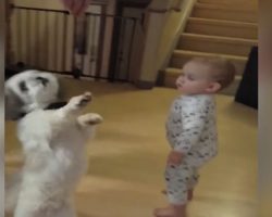 Dog stands up for a treat, but it’s the baby who you need to really watch