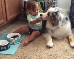 Baby Preciously Hand Feeds Dog Food To Patient Australian Shepherd