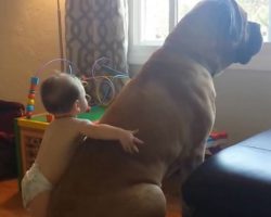 Baby Wraps His Arms Around Giant Bull Mastiff, Gives Him The Sweetest Hug