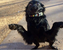 This Loving Dog Has Some Very Unusual Quirks, But He Still Can’t Find A Home