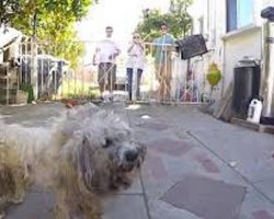 Abandoned Bichon Frise Saved From Family’s Back Yard