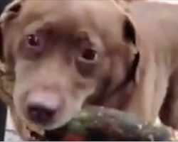 The ‘stick’ that this dog is determined to take home has mom on the verge of tears