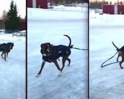 Hilarious Boxer Dog Does Not Want To Be Anybody’s Sled Dog