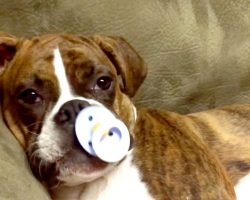 Cute Boxer Puppy Falls Asleep When She Gets Her Pacifier