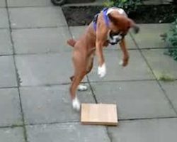 Boxer Has The Silliest Reaction To A Piece Of Wood
