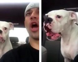 Boxer Has Hilarious Response When She Has To Leave The Park