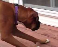 Their Pup Is Acting Strange Around Window, Family Takes Closer Look And Eyes Go Wide