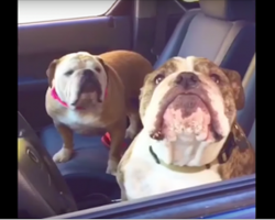 They approach some Bulldogs in a car, then the two really let their personalities shine