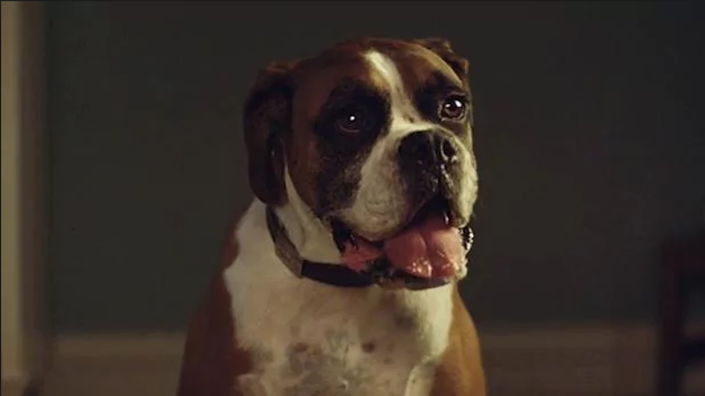 Buster The Boxer Makes A Magical Discovery In John Lewis Holiday Advert