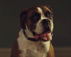 Buster The Boxer Makes A Magical Discovery In John Lewis Holiday Advert