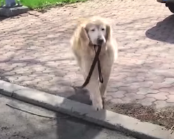 Golden Retriever Grabs His Leash Every Day And Leads Himself To His Favorite Person