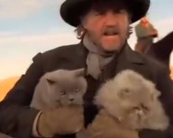 Cowboy herding cats commercial may just be the best we’ve seen