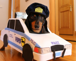 Dachshunds Play An Adorable Game Of Cops And Robbers
