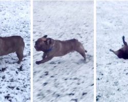 Cute French Bulldog Pulls Awesome Move While Playing In the Snow