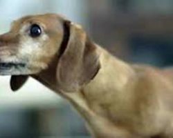 Dachshund Reunites With His Favorite Toy From Puppyhood And His Reaction Is Beyond Adorable