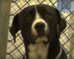 Death Row Dog Freaks Out When He Realizes He’s Being Adopted Into a New Loving Family