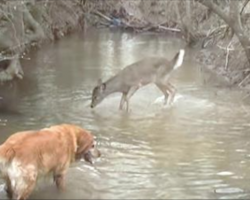 As his dog approaches, how the deer reacts made the owner run for his camera