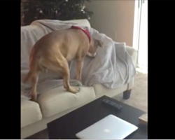 Dog sniffs something under the blanket — and that’s when he realizes it