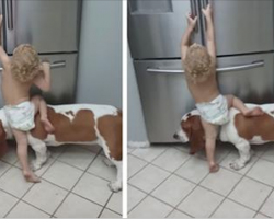 Little boy struggles to reach the fridge, but dog comes up with clever solution
