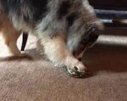 Adorable Australian Shepherd Excitedly Opens Her Christmas Present