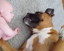 Sweet Boxer Dog Gets Icky Surprise From Adorable Baby