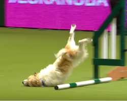Agility course fail doesn’t stop this dog, and it has the announcer in stitches