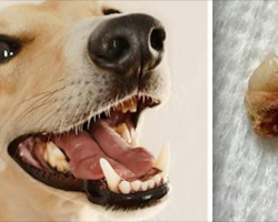 Veterinarians Share Important Warning About Teeth Cleaning That All Dog Lovers Need To Know About