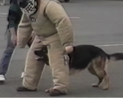 When the dog gets bored of police training, the laughs start rolling