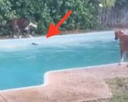Clever Boxer Dog Tricks Other Dog Into Jumping Into Swimming Pool
