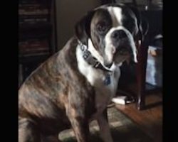 Rescued Boxer Dog Wants His Dinner Served On Time