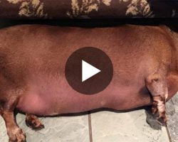 Fat Dachshund Sheds The Pounds, Gains A Whole New Attitude