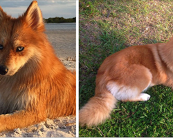 Meet Fox Dog, A Pomeranian-Husky Mix Who Is Taking The Internet By Storm (12 Pics)