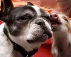 French Bulldog Lovingly Fosters Wild Boar Piglets