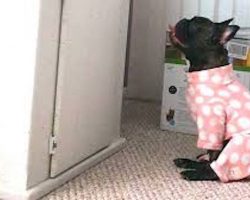 French Bulldog Becomes Obsessed With Watching The Fish Tank Her Parents Brought Home