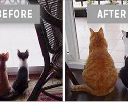 10+ precious before and after pics of animals who grew up together